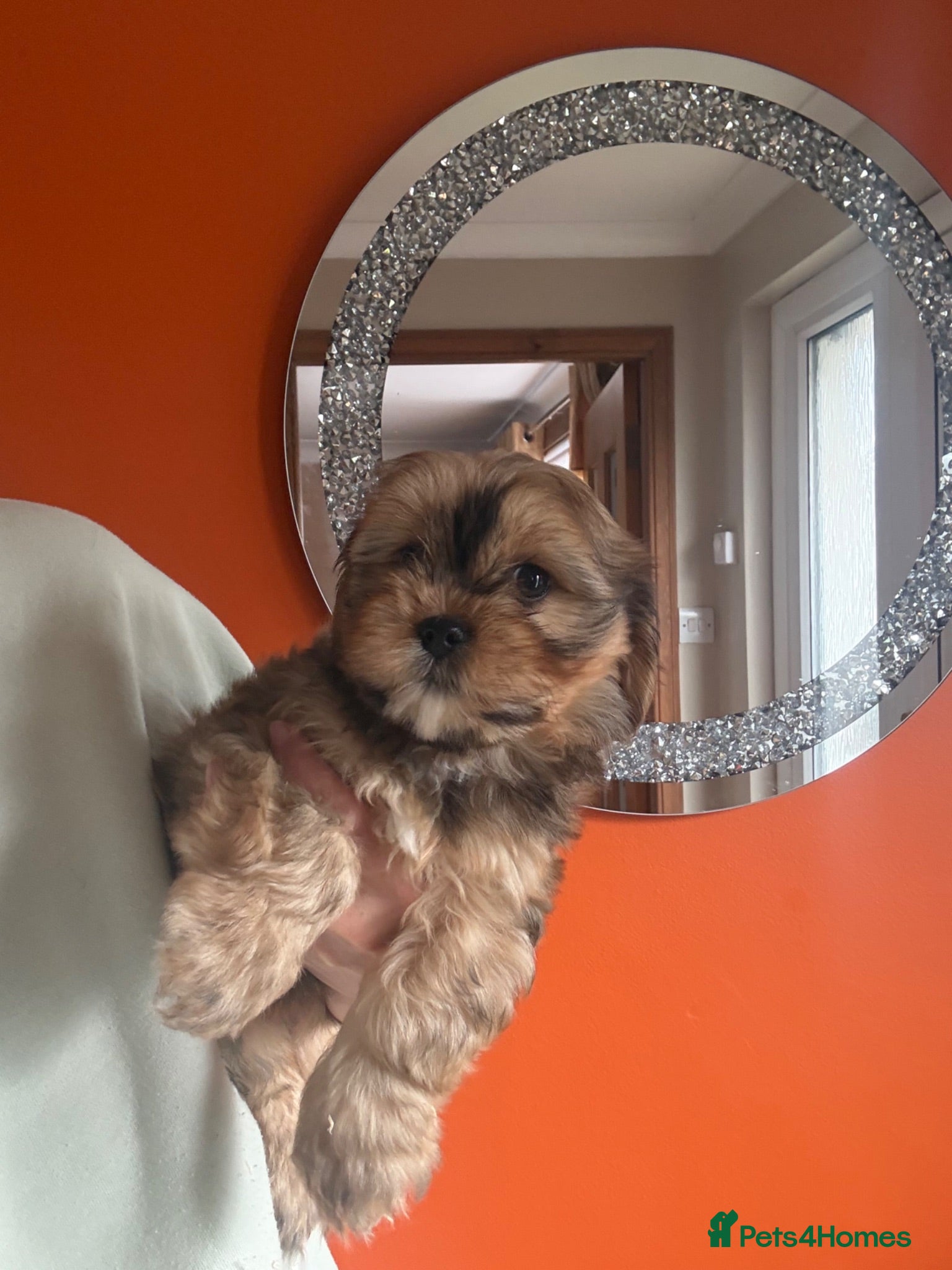 Mixed Breed dogs F1 Lhasaliers ✨ READY NOW - Advert 1