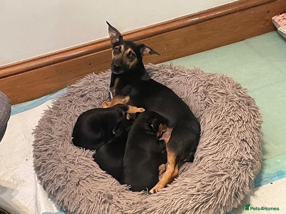 Jack Russell dogs for sale: Female - Advert 1