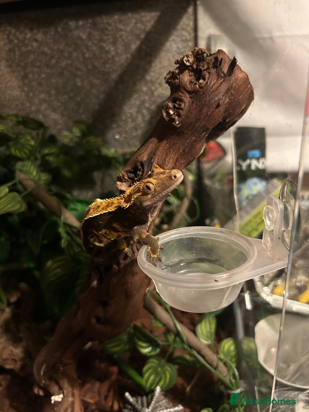 Gecko reptiles for sale: Crested Gecko  - Advert 8