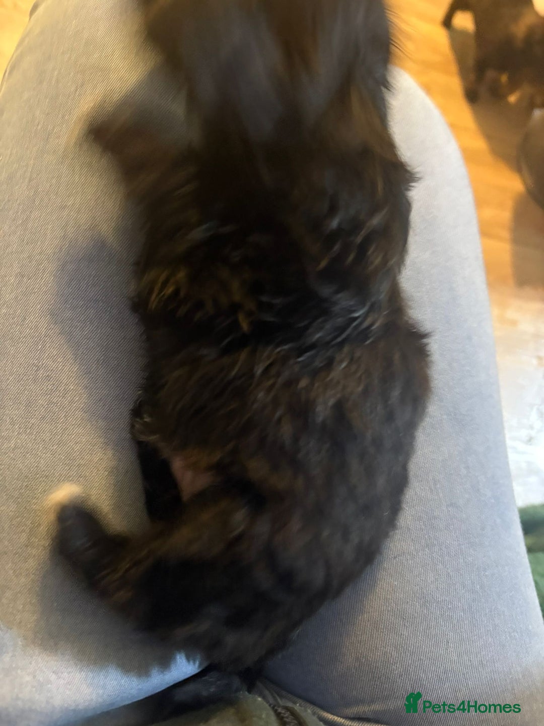 Mixed Breed dogs for sale: adorable puppies are now ready for new homes - Advert 9