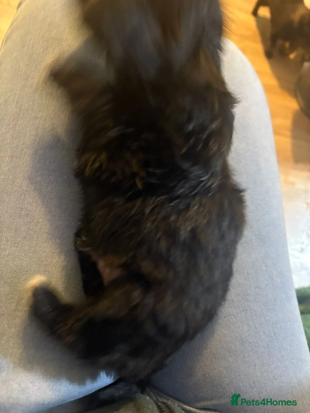 Mixed Breed dogs for sale: Maltipom puppies are now ready for new homes - Advert 37