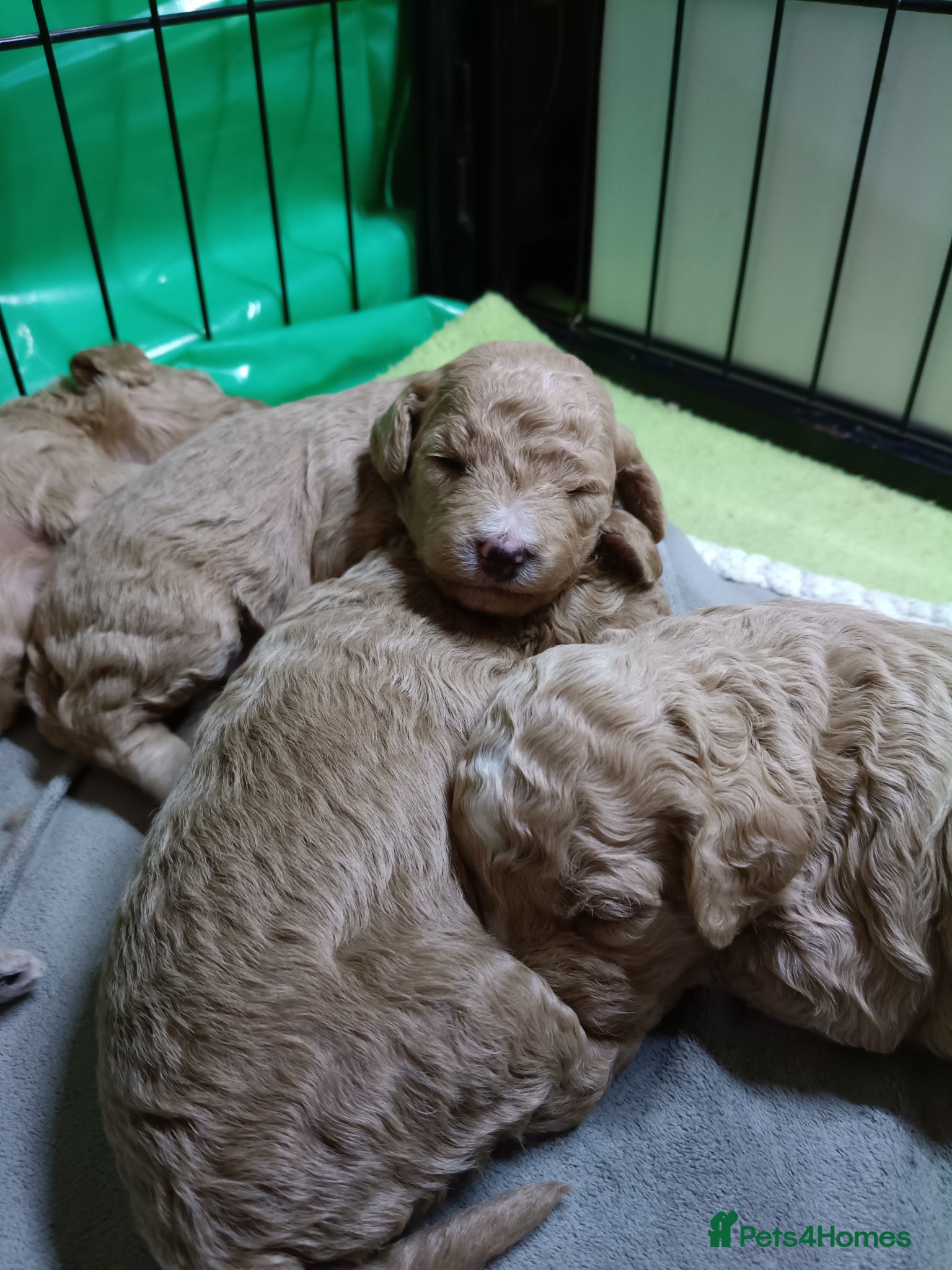 Cockapoo dogs 1 female 2 males available as 1 female sold  - Advert 4