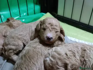 Cockapoo dogs 1 female 2 males available as 1 female sold - Advert 4