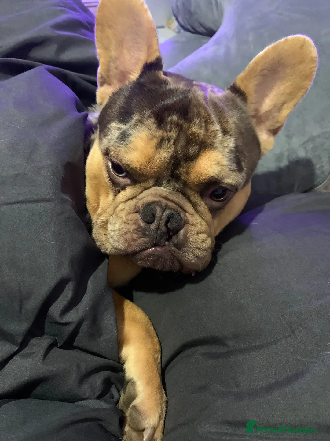 French Bulldog dogs for sale: 3 year old male French bulldog - Advert 4
