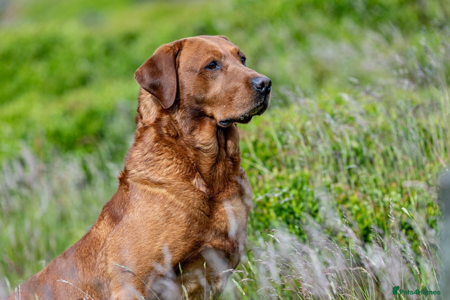 Labrador Retriever dogs Fox red labrador for stud- FULLY HEALTH TESTED  - Advert 1