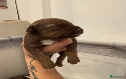 Borador dogs for sale: Border collie x lab puppies for sale  - Image 17