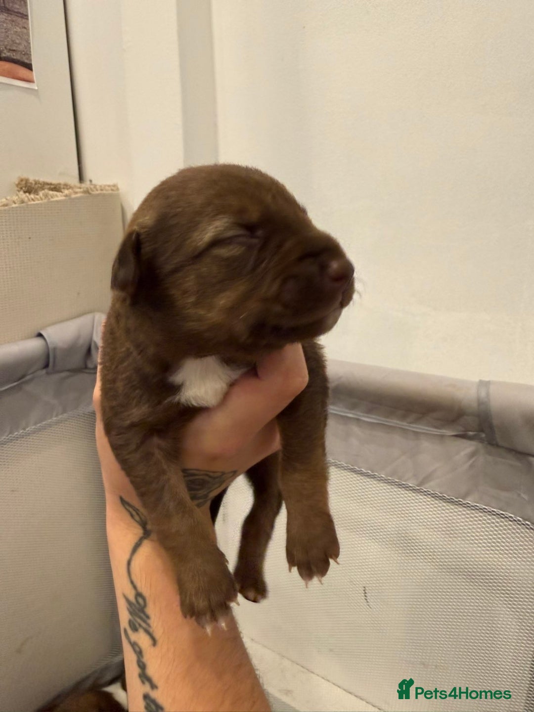 Borador dogs for sale: Border collie x lab puppies for sale  - Image 17