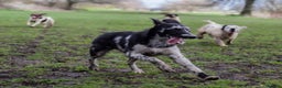 Lurcher dogs for stud: Collie x Greyhound x Bedlington x Whippet in Darlington - Advert 4