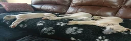 Whippet dogs for sale: High Quality Whippet pups Crufts in Bishop Auckland - Advert 14