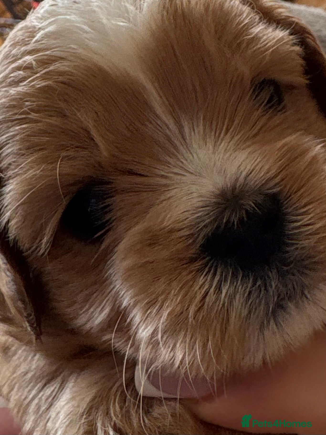 Shihpoo dogs Adorable Shipoo puppies - family raised  - Advert 2