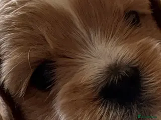 Shihpoo dogs Adorable Shipoo puppies - family raised - Advert 2