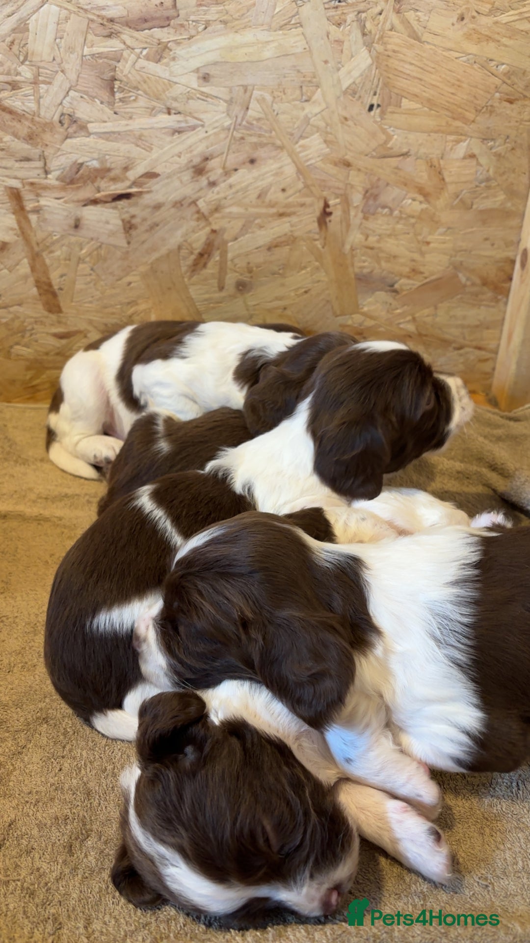 Sprocker dogs for sale: Sprocker Spaniel Puppies  - Image 14