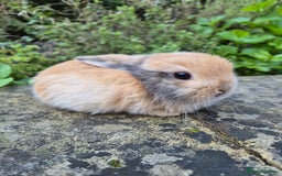 Mini Lop rabbits for sale: Mini Lops  - Image 12