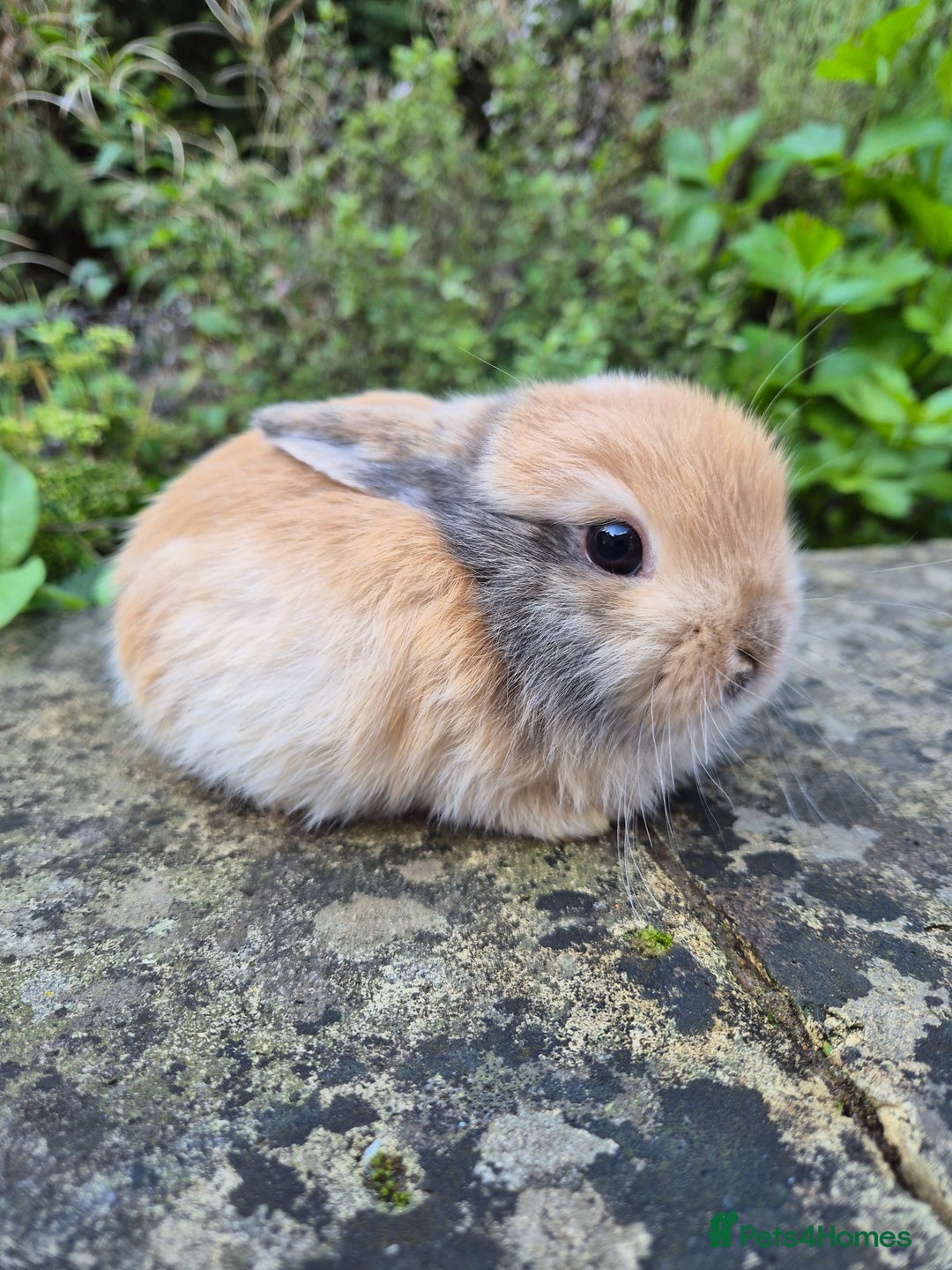 Mini Lop rabbits for sale: Mini Lops  - Image 12