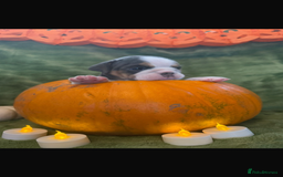 English Bulldog dogs for sale: Beautiful bulldog babies  - Image 4