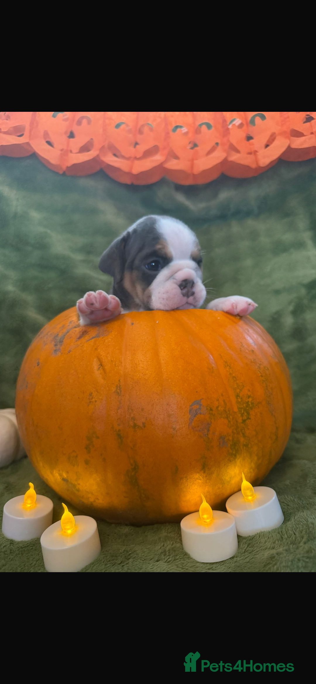 English Bulldog dogs for sale: Beautiful bulldog babies  - Image 4