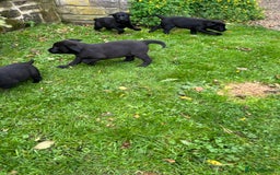 Labrador Retriever dogs for sale: Labrador pups  - Image 4