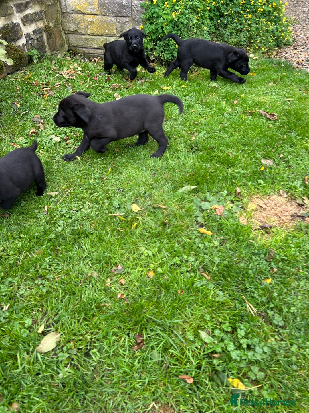 Labrador Retriever dogs for sale: Labrador pups  - Image 4
