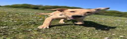 Labrador Retriever dogs for sale: Fox red Labrador  - Advert 4