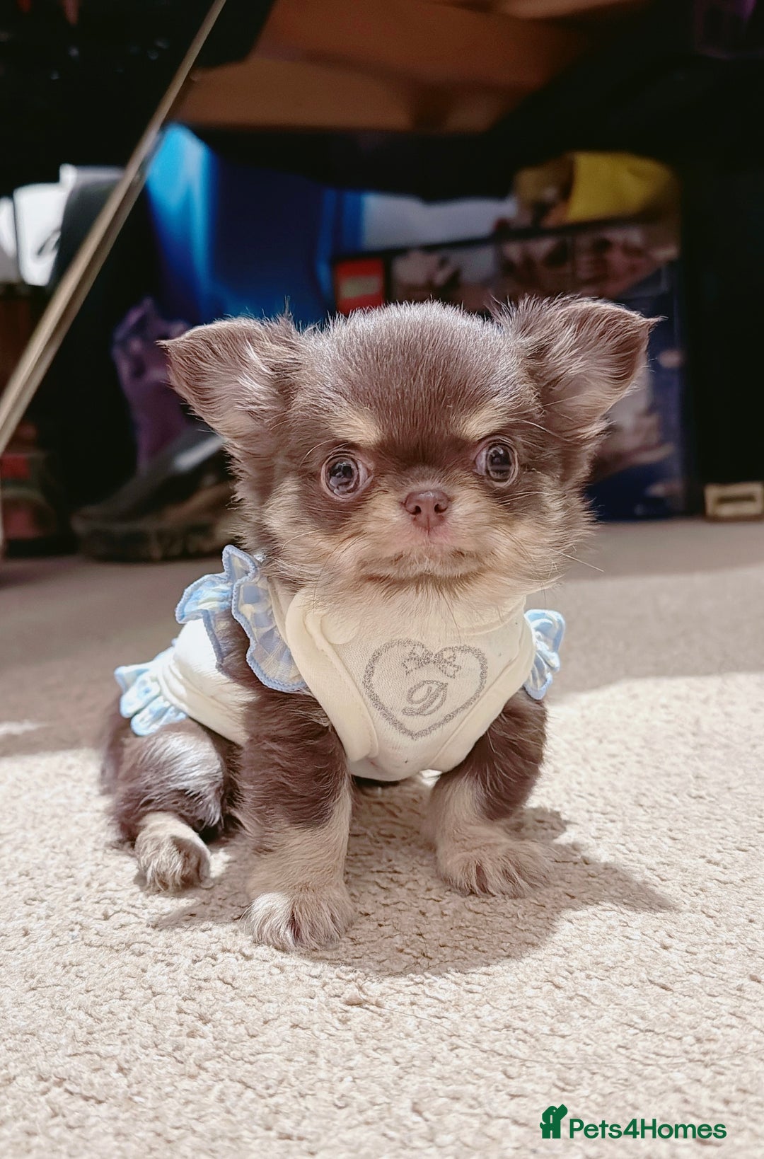 Chihuahua dogs for sale: Long haired chihuahuas - Advert 1