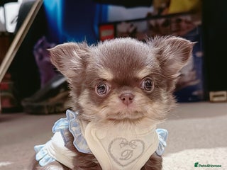 Chihuahua dogs Long haired chihuahuas - Advert 1