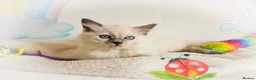 Ragdoll cats for sale: GCCF Registered Ragdoll Kittens - Advert 8