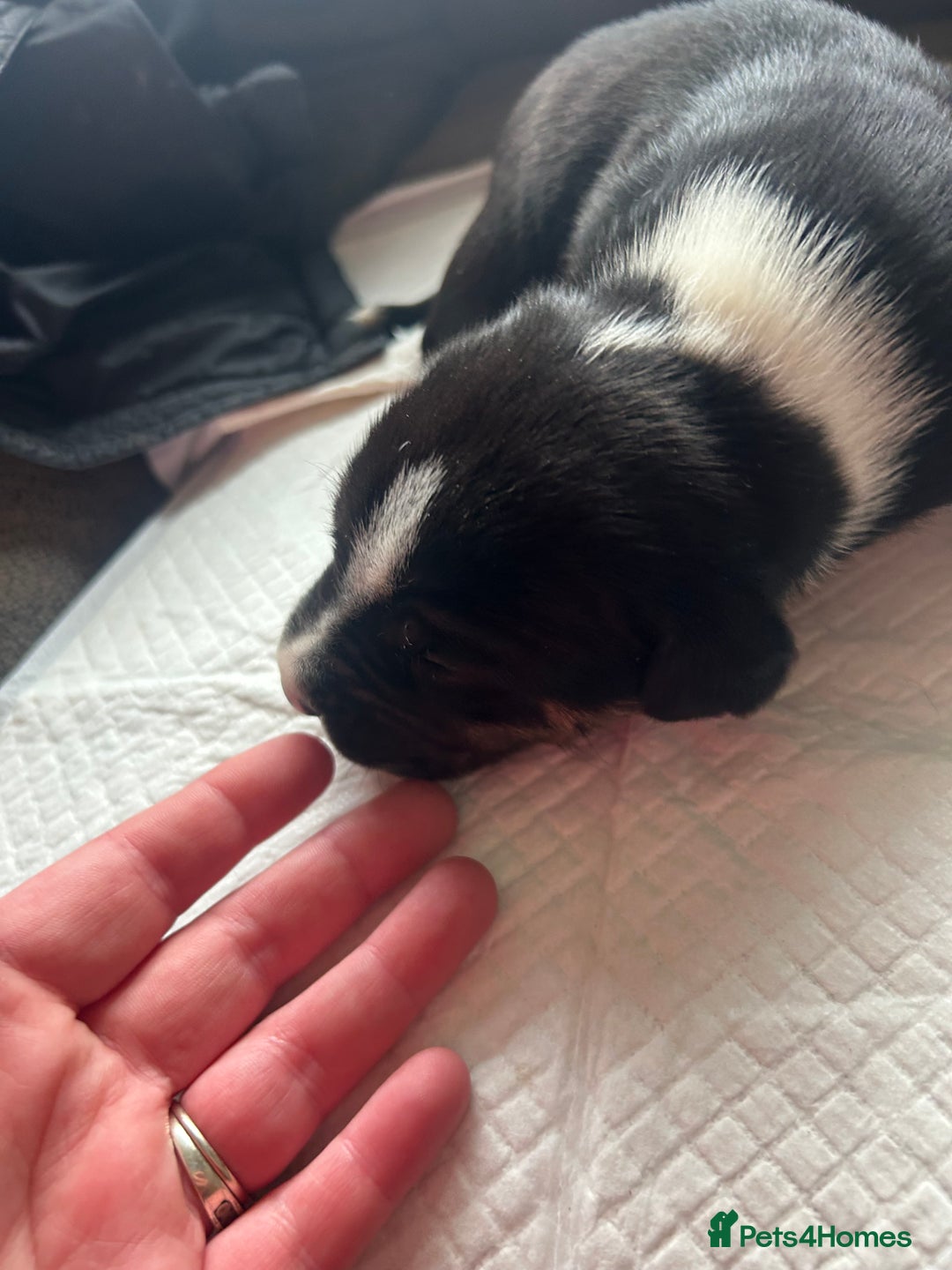 Mixed Breed dogs for sale: 🐾 11 Adorable Puppies From an Accidental Litter - Advert 2