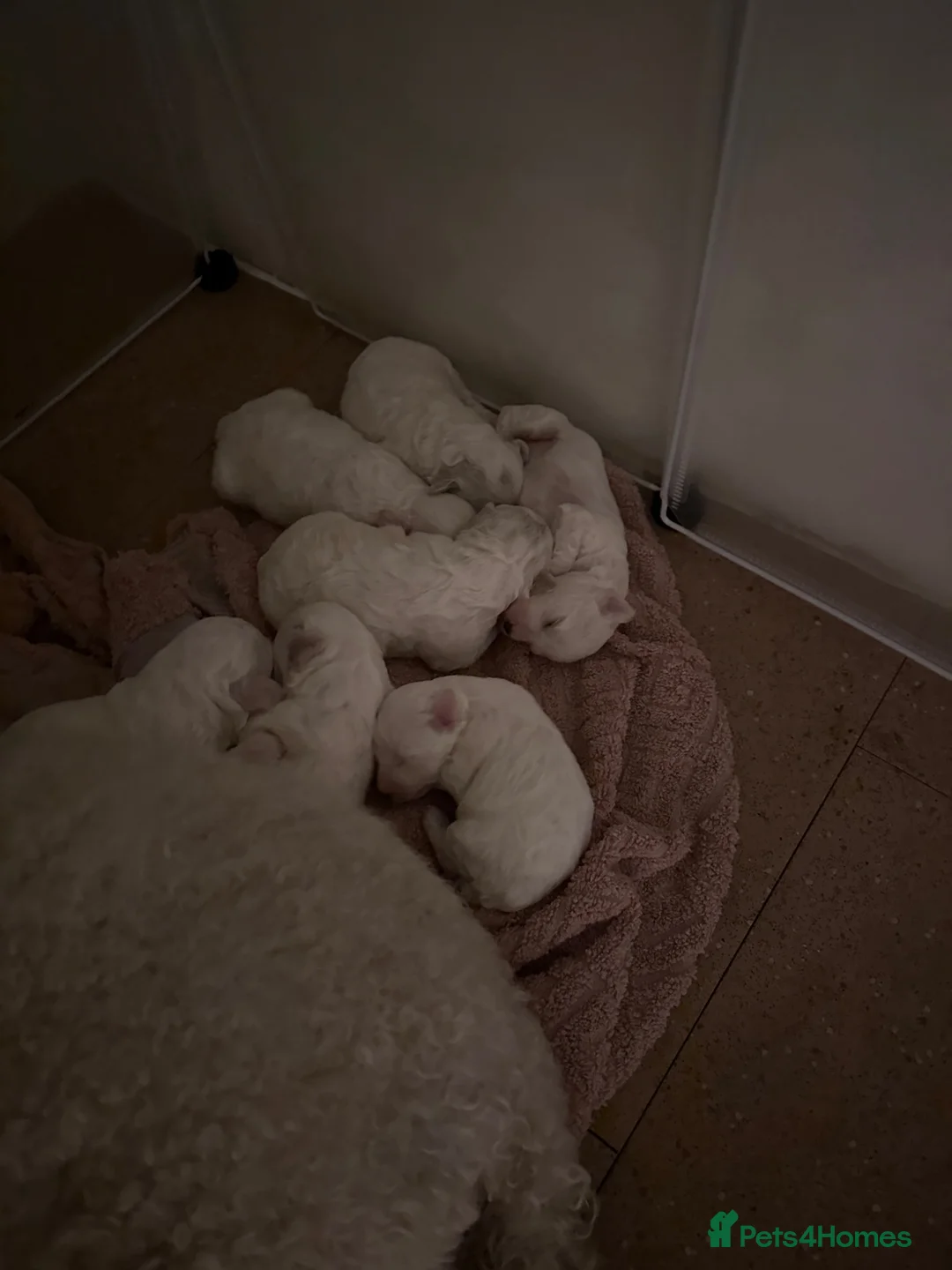 Bichon Frise dogs for sale: Puppy for sale bichon frise in Walsall - Advert 2
