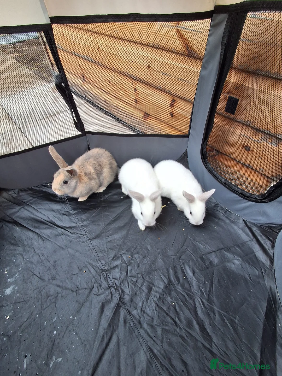 Rex rabbits for sale: 3 Baby bunnies for sale £30 each. in Walsall - Advert 1