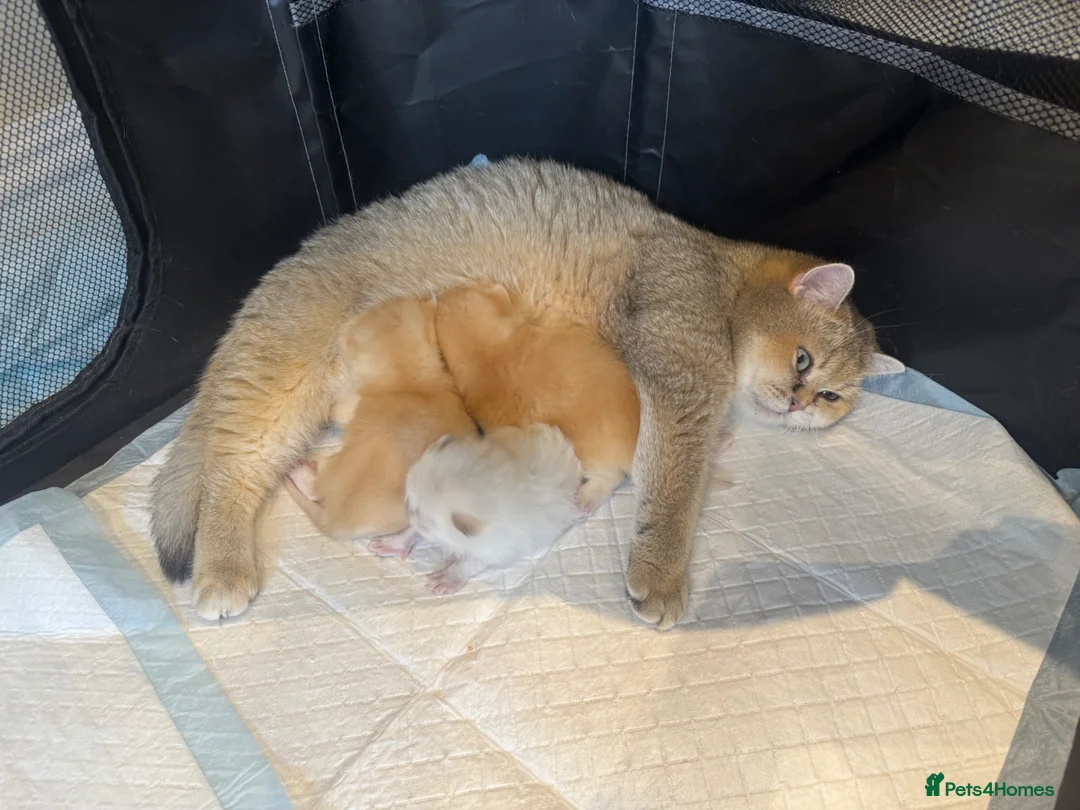 British Shorthair cats for sale: 💕 Golden and white British shorthair kittens 💕 in London - Advert 2