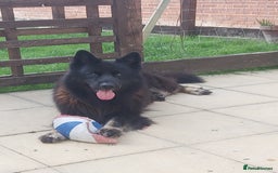 German Shepherd dogs for stud: Zeus  in Wolverhampton - Image 1