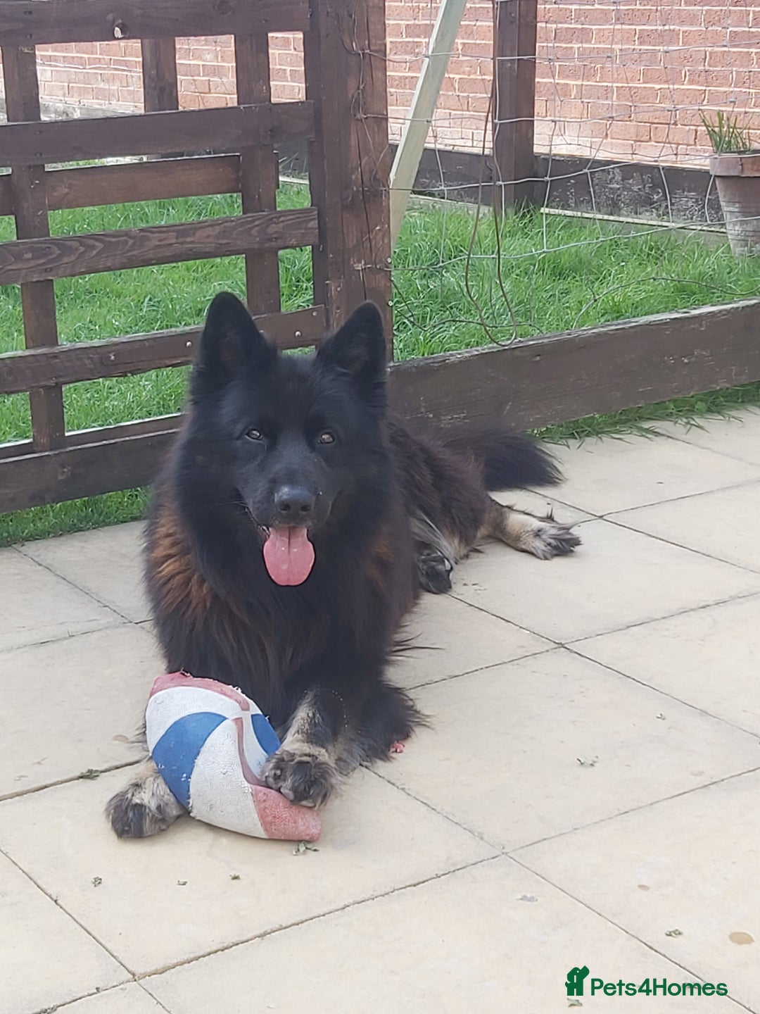German Shepherd dogs for stud: Zeus  in Wolverhampton - Image 1