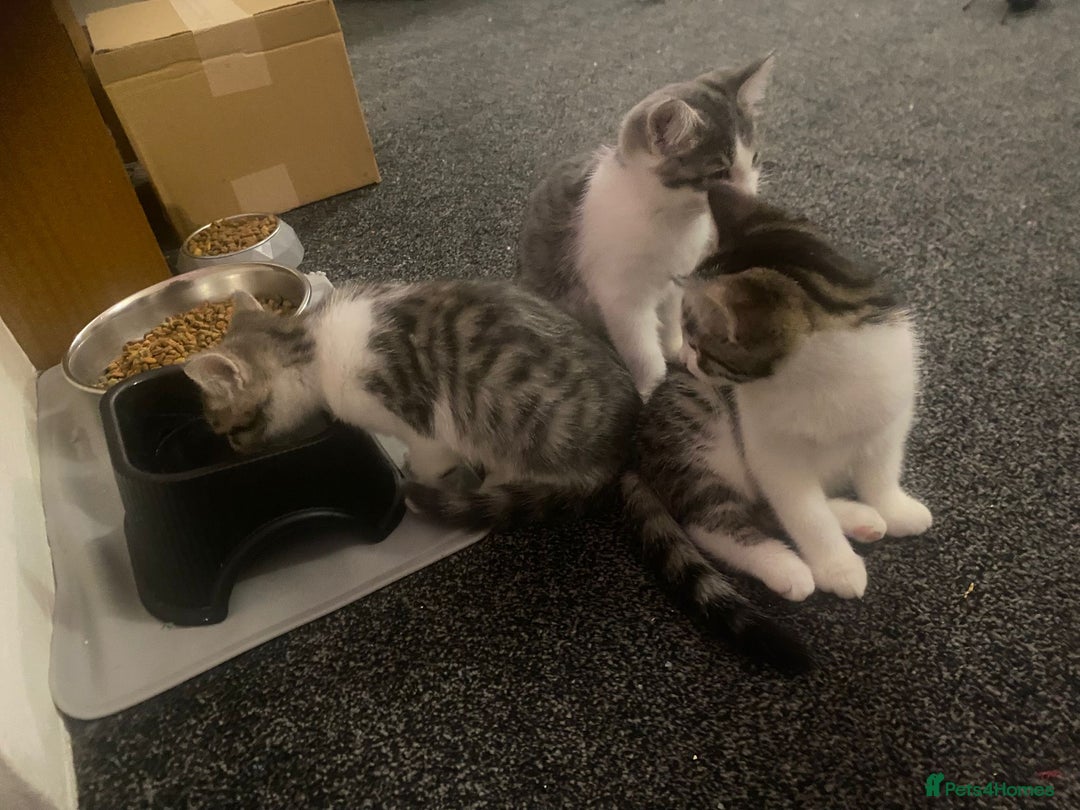 Bengal cats for sale: Three Beautiful Bengal Cross Kittens (boys)  - Image 11