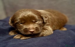 Labradoodle dogs for sale:  Rare Merle Labradoodle Puppies ready 25/10/25 - Image 28