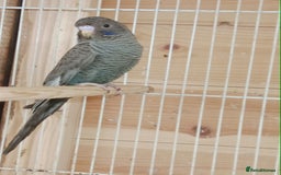 Budgerigars birds for sale: Rare black face  b/wing melanistic spgle for sale  - Image 8