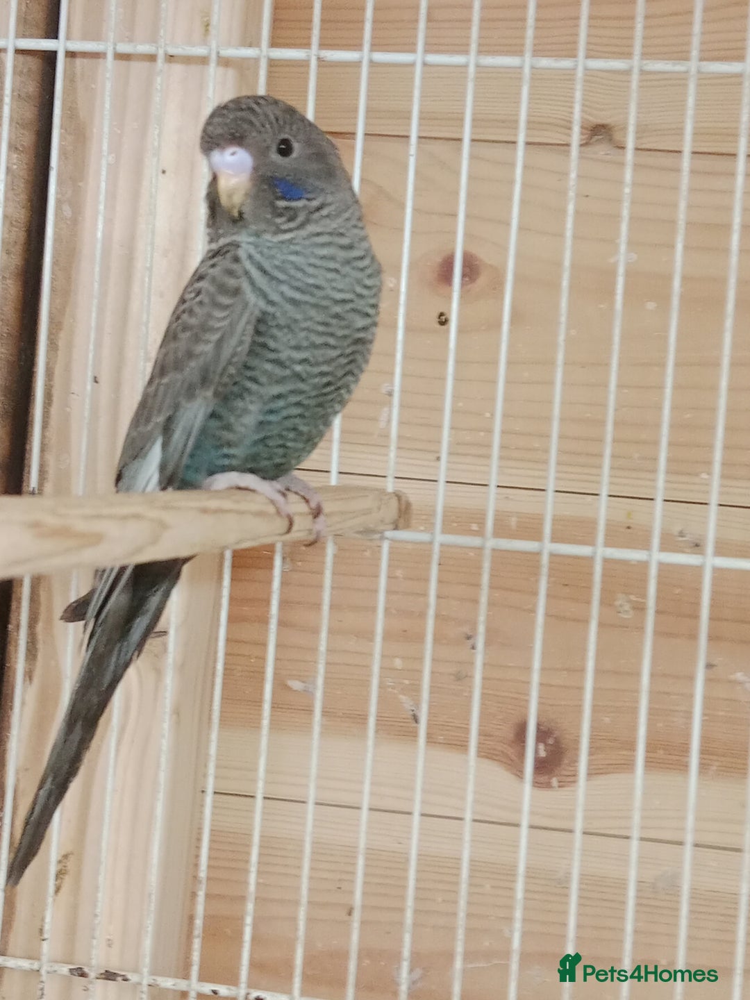 Budgerigars birds for sale: Rare black face  b/wing melanistic spgle for sale  - Image 8