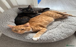 Mixed Breed cats for sale: The most beautiful kittens  in Wotton-under-Edge - Image 1