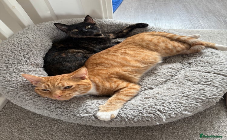 Mixed Breed cats in Wotton-under-Edge - Advert 16