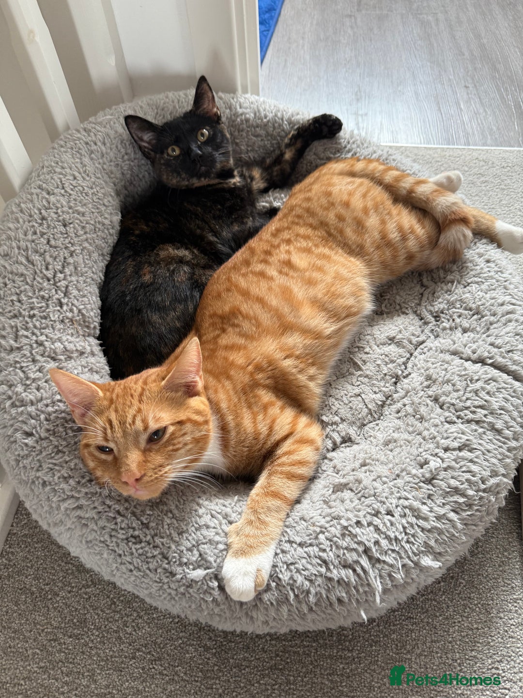 Mixed Breed cats for sale: The most beautiful kittens  in Wotton-under-Edge - Image 1
