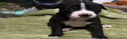 Mixed Breed dogs for sale: Beautiful cross breed pups  in Liverpool - Advert 3