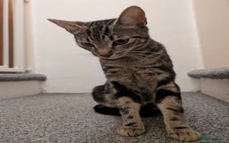 Bengal cats for sale: Coco the cat - Image 5