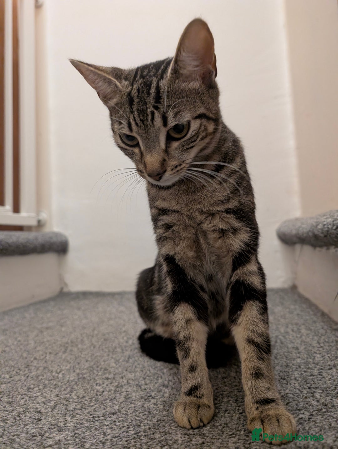 Bengal cats for sale: Coco the cat - Image 5