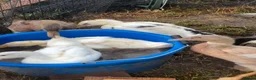 Ducks poultry for sale: ***Indian Runner Cross Ducklings*** only 2 left! - Advert 3