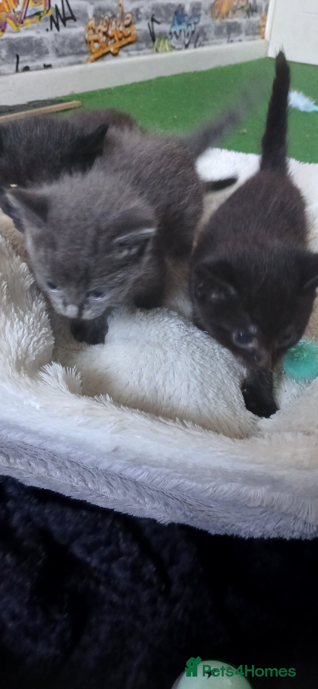 British Shorthair cats for sale: 3 beautiful kittens - Image 16