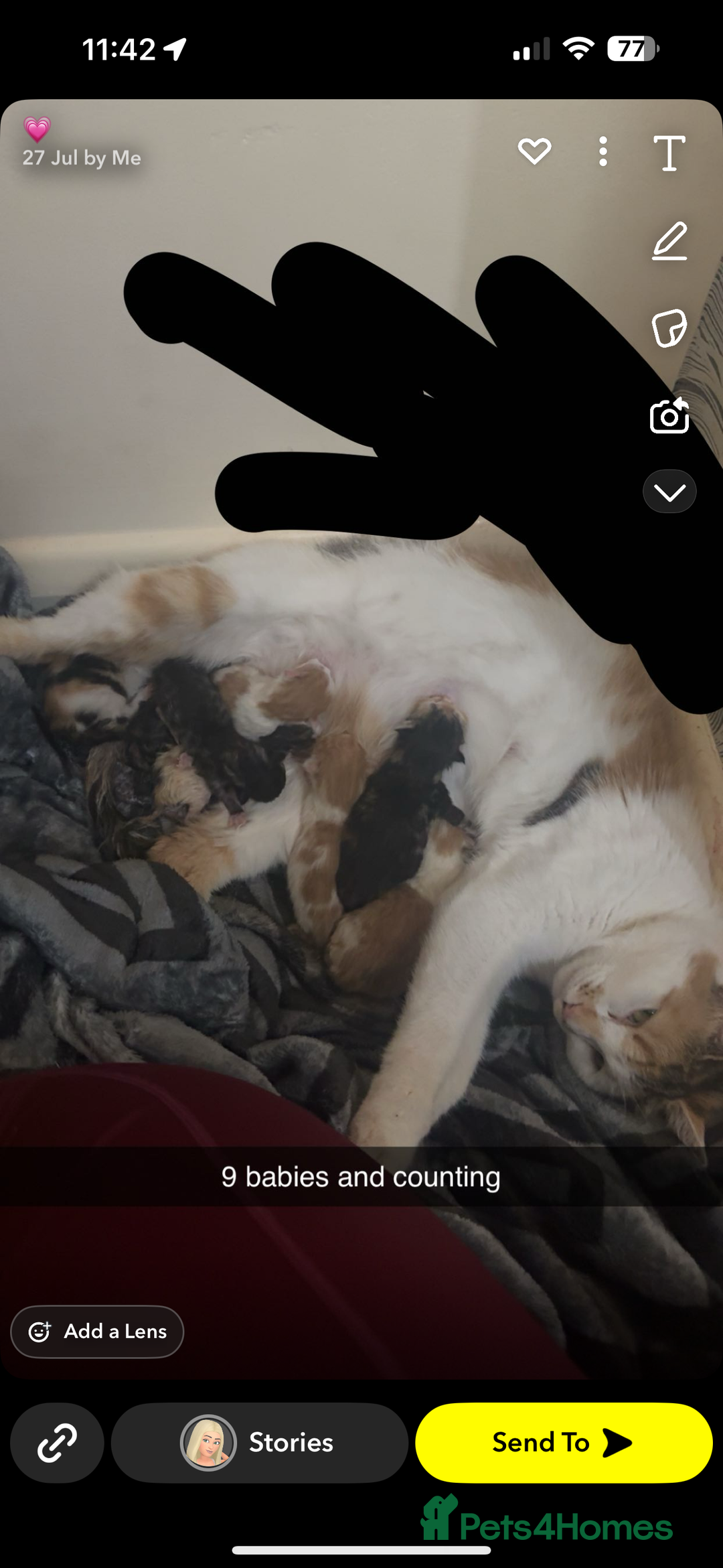 Domestic Shorthair cats for sale: 7 kittens ready to go 21 September  - Image 9