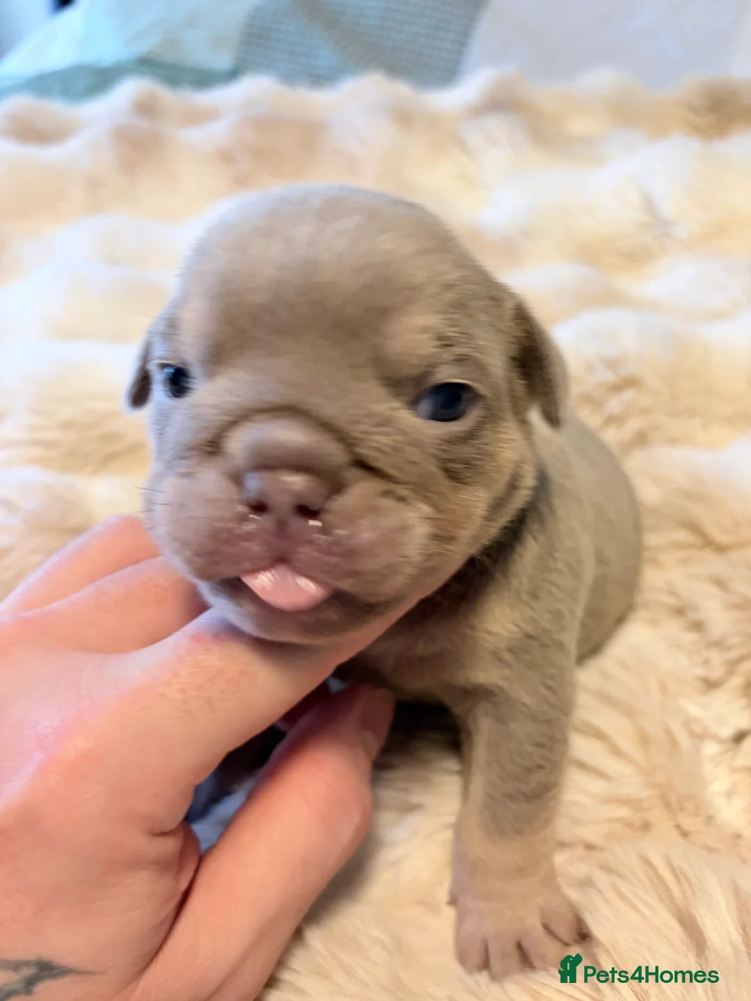 English Bulldog dogs for sale: KC English Bulldog Puppies Exceptional Quality  - Advert 9