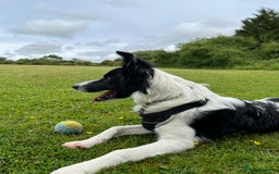 Border Collie dogs for sale: Male boteder collie nearly 1. Max - Image 4