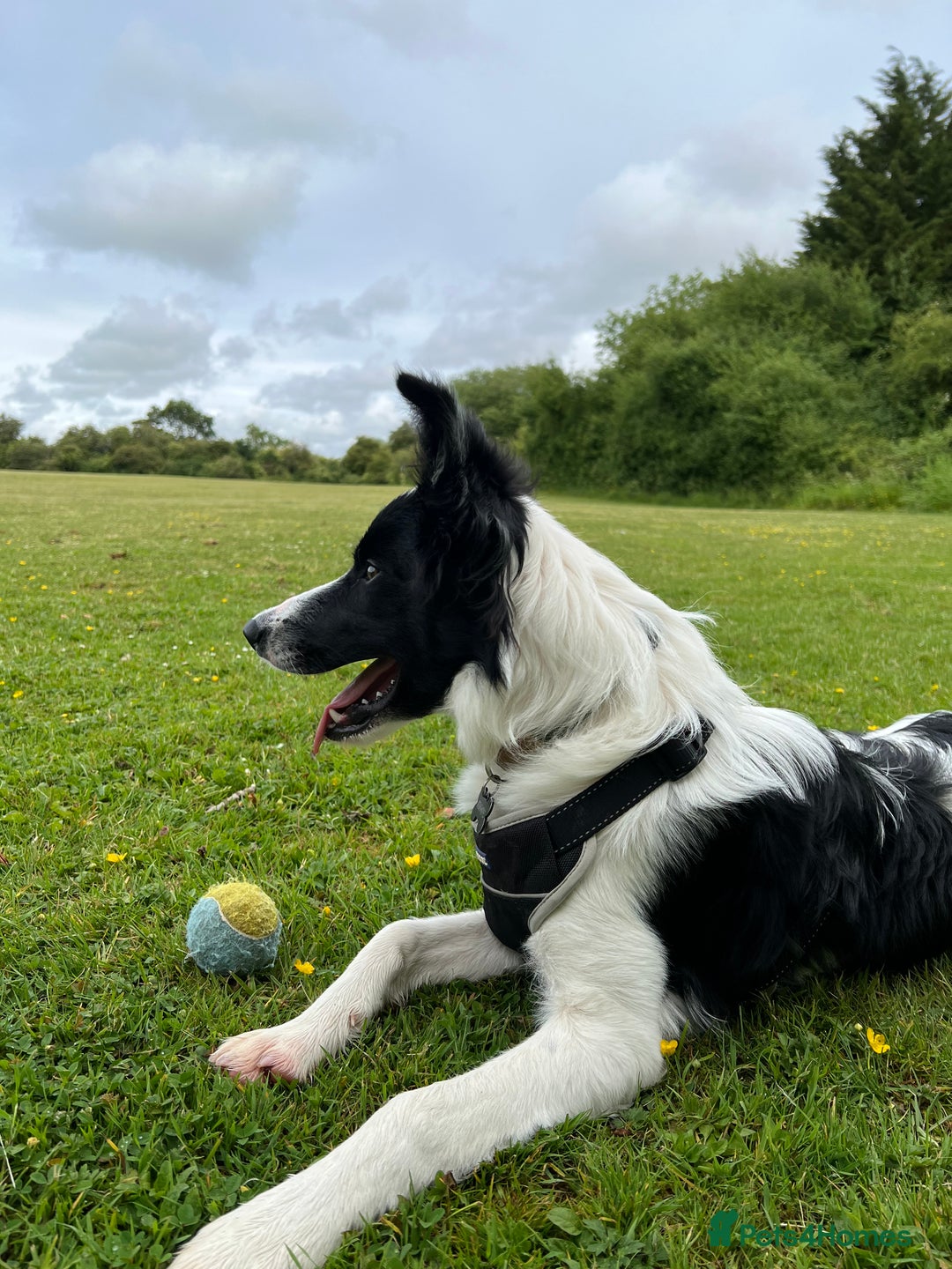 Border Collie dogs for sale: Male boteder collie nearly 1. Max - Image 4