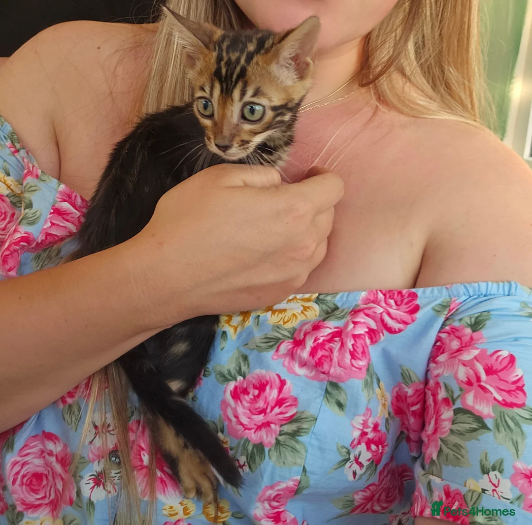 Bengal cats for sale: Bengal Kittens(Silk marble bengal available) - Advert 18