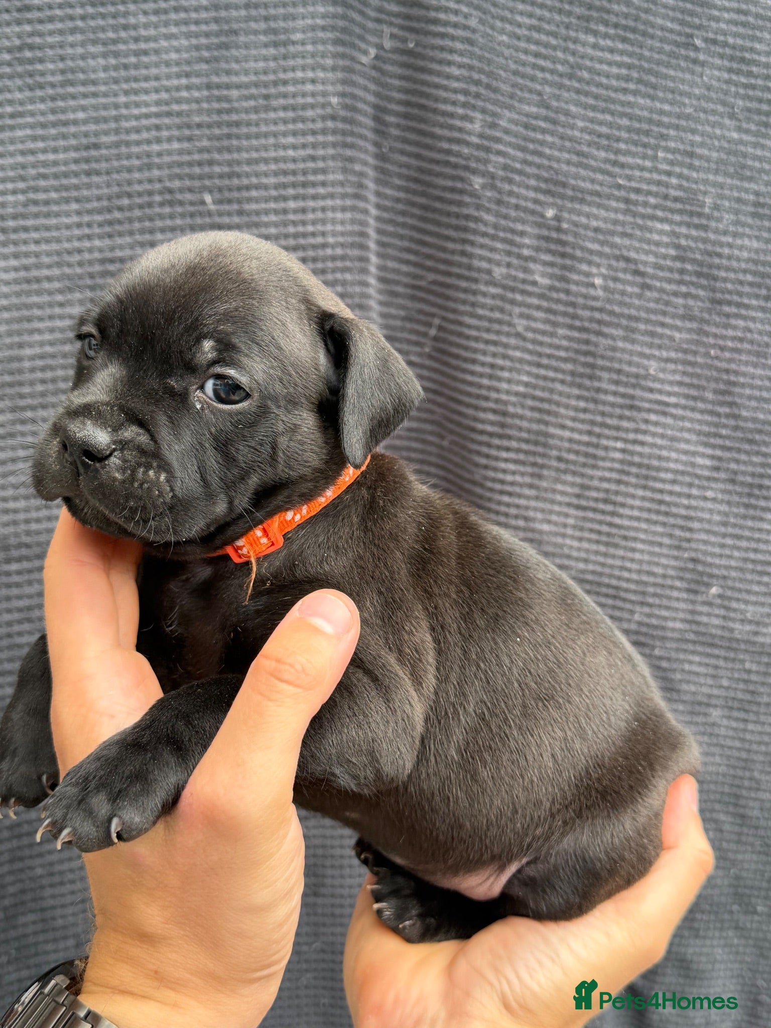 Staffordshire Bull Terrier dogs 1 stunning girl left! - Advert 2